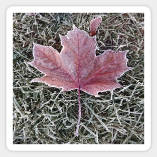 Frosted autumn leaf Sticker